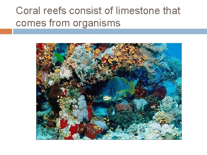 Coral reefs consist of limestone that comes from organisms 