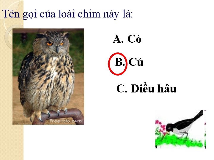 Tên gọi của loài chim này là: A. Cò B. Cú C. Diều hâu