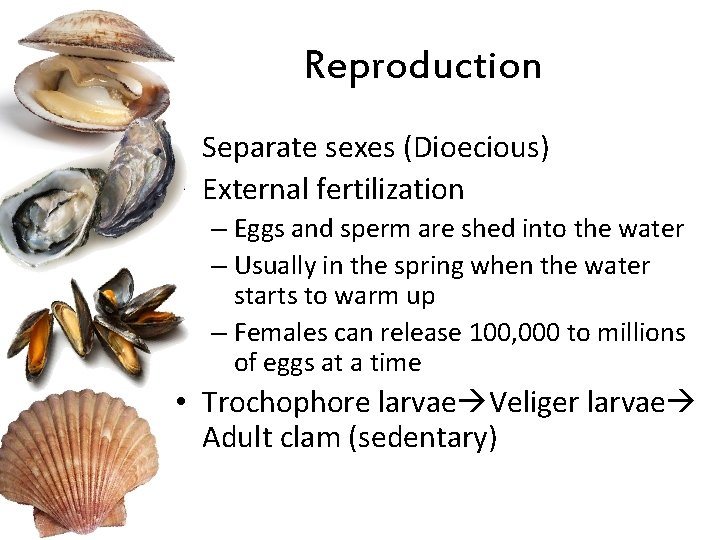 Reproduction • Separate sexes (Dioecious) • External fertilization – Eggs and sperm are shed