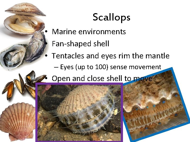 Scallops • Marine environments • Fan-shaped shell • Tentacles and eyes rim the mantle