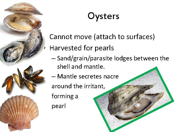 Oysters • Cannot move (attach to surfaces) • Harvested for pearls – Sand/grain/parasite lodges