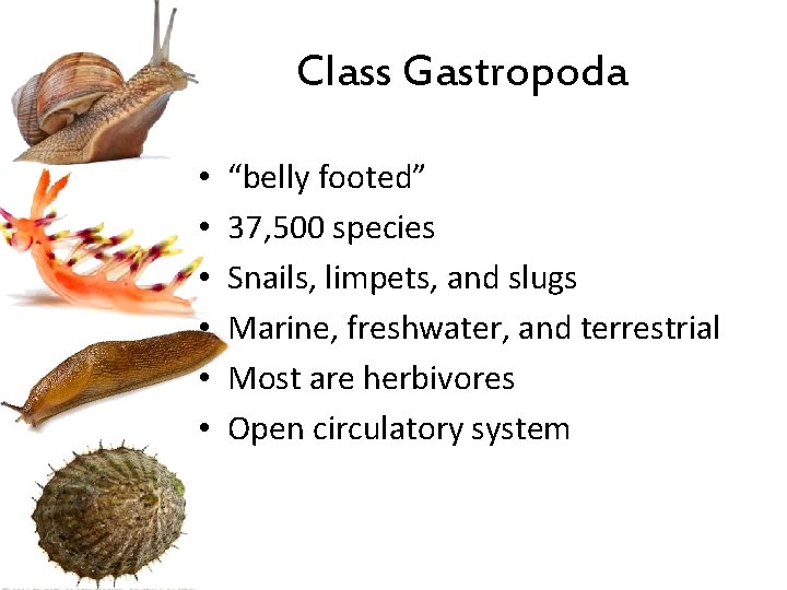 Class Gastropoda • • • “belly footed” 37, 500 species Snails, limpets, and slugs
