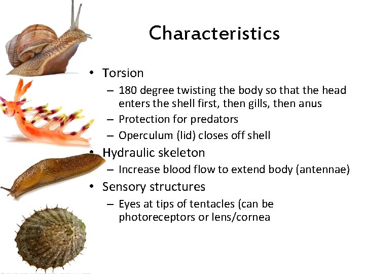 Characteristics • Torsion – 180 degree twisting the body so that the head enters