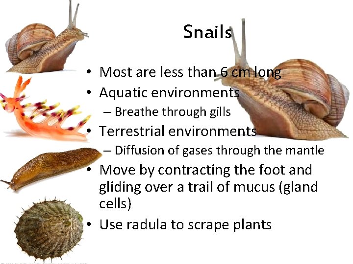Snails • Most are less than 6 cm long • Aquatic environments – Breathe