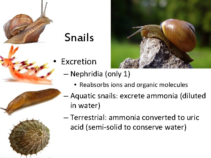 Snails • Excretion – Nephridia (only 1) • Reabsorbs ions and organic molecules –