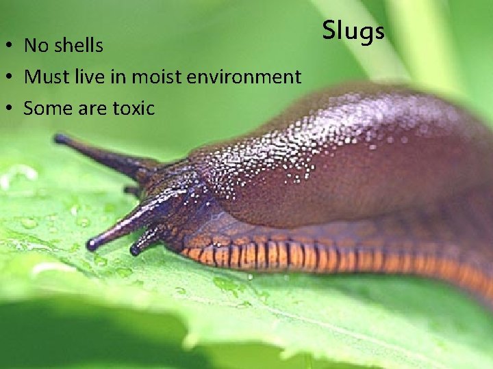  • No shells • Must live in moist environment • Some are toxic