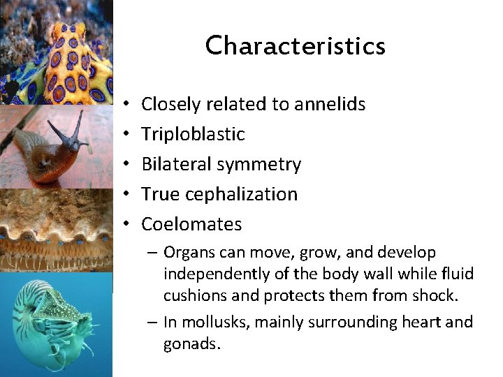 Characteristics • • • Closely related to annelids Triploblastic Bilateral symmetry True cephalization Coelomates