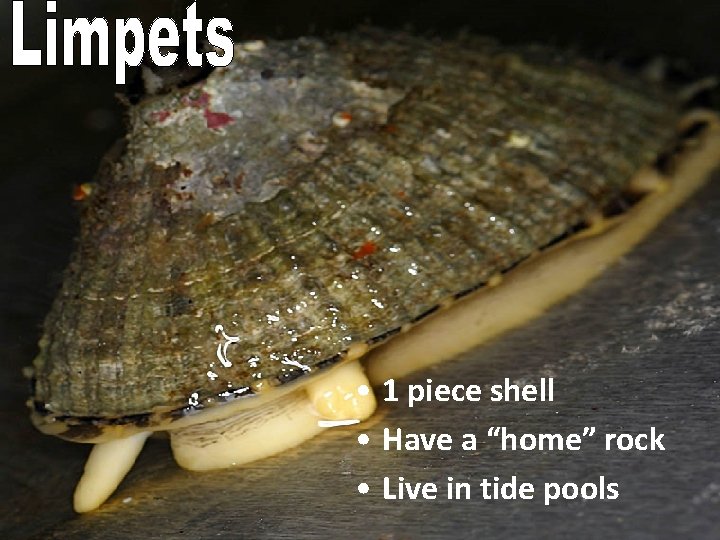  • 1 piece shell • Have a “home” rock • Live in tide