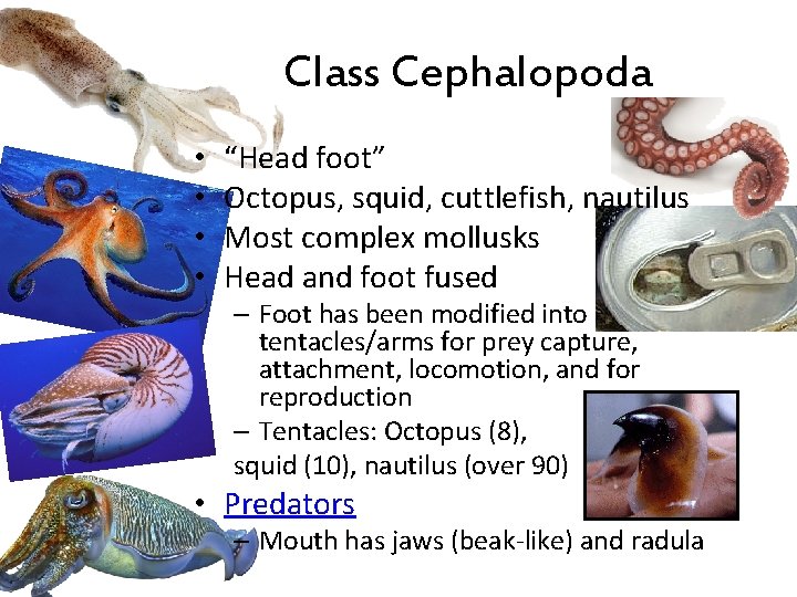 Class Cephalopoda • • “Head foot” Octopus, squid, cuttlefish, nautilus Most complex mollusks Head