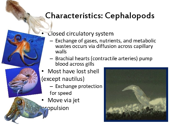 Characteristics: Cephalopods • Closed circulatory system – Exchange of gases, nutrients, and metabolic wastes