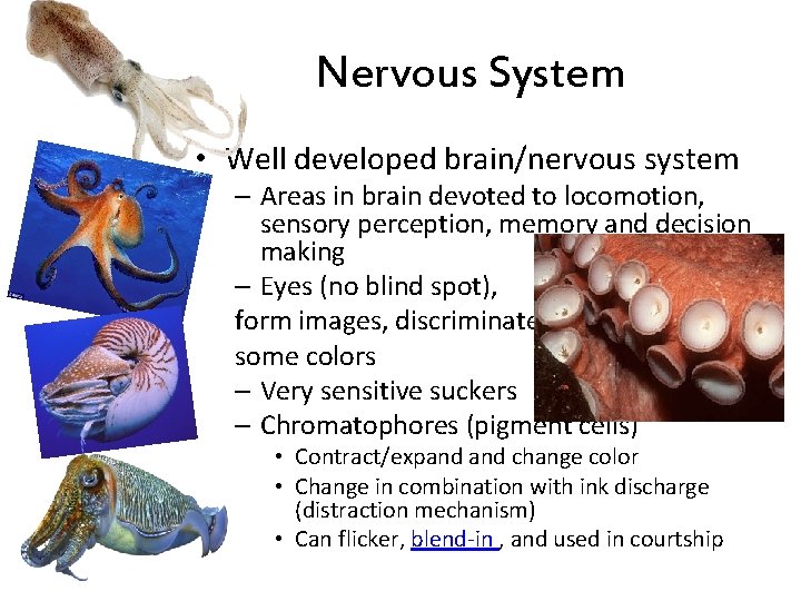 Nervous System • Well developed brain/nervous system – Areas in brain devoted to locomotion,