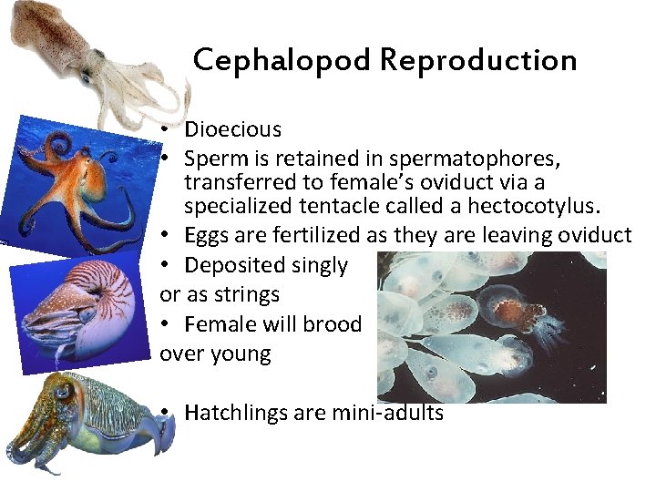 Cephalopod Reproduction • Dioecious • Sperm is retained in spermatophores, transferred to female’s oviduct