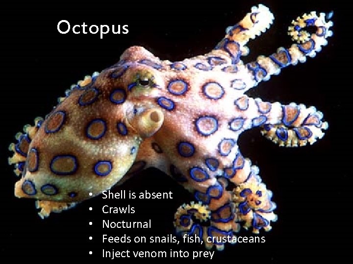 Octopus • • • Shell is absent Crawls Nocturnal Feeds on snails, fish, crustaceans