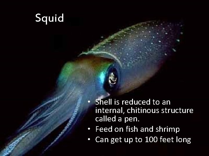 Squid • Shell is reduced to an internal, chitinous structure called a pen. •
