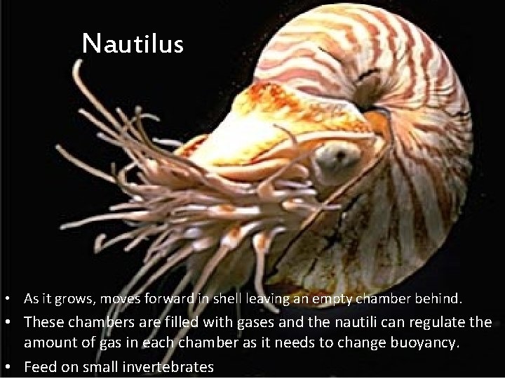 Nautilus • As it grows, moves forward in shell leaving an empty chamber behind.