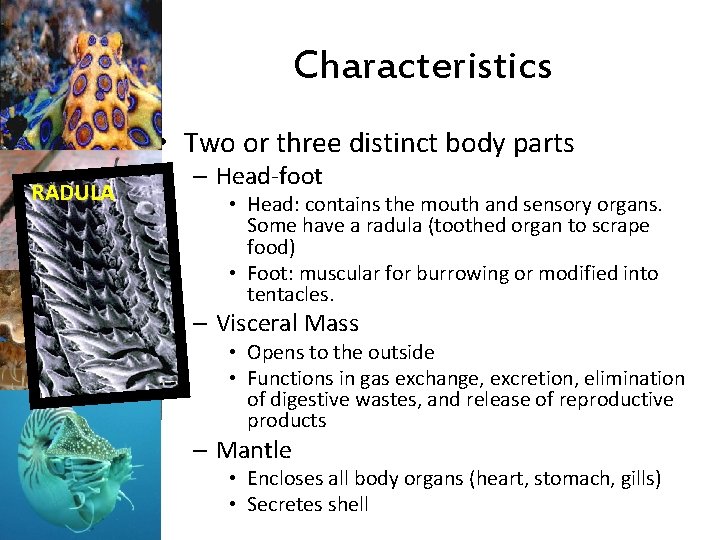 Characteristics • Two or three distinct body parts RADULA – Head-foot • Head: contains