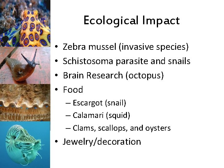 Ecological Impact • • Zebra mussel (invasive species) Schistosoma parasite and snails Brain Research