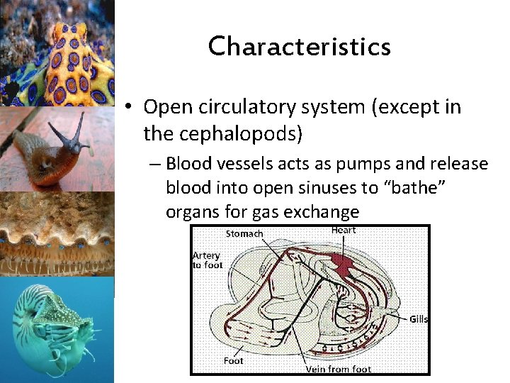 Characteristics • Open circulatory system (except in the cephalopods) – Blood vessels acts as