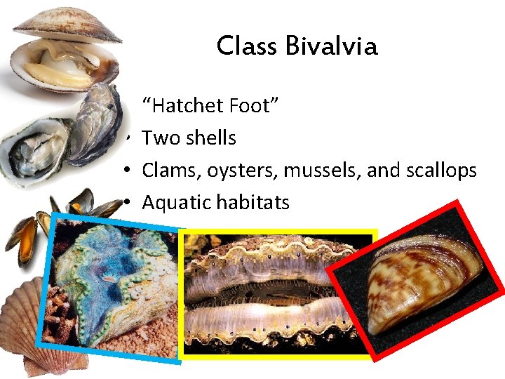 Class Bivalvia • • “Hatchet Foot” Two shells Clams, oysters, mussels, and scallops Aquatic