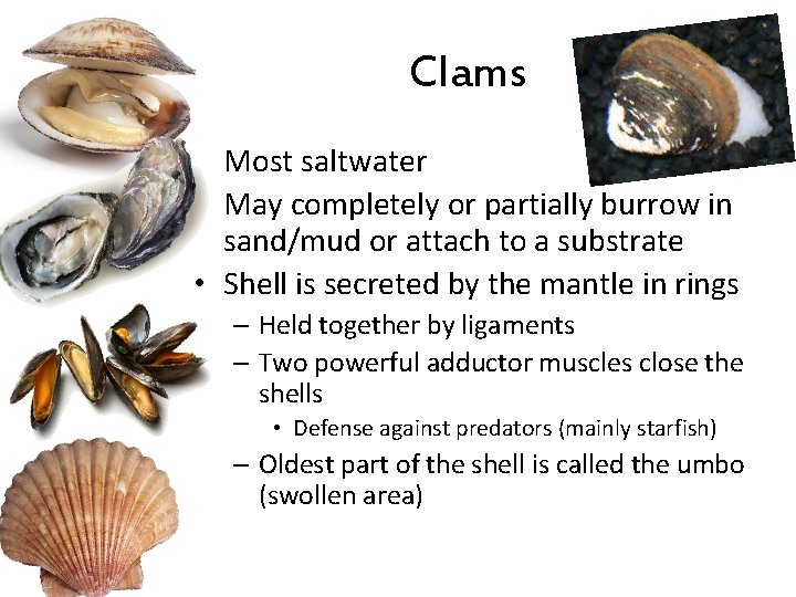 Clams • Most saltwater • May completely or partially burrow in sand/mud or attach