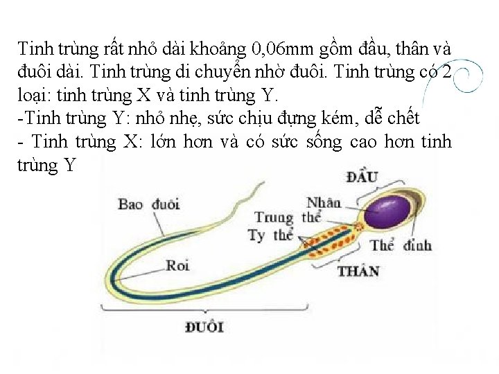 Tinh trùng rất nhỏ dài khoảng 0, 06 mm gồm đầu, thân và đuôi