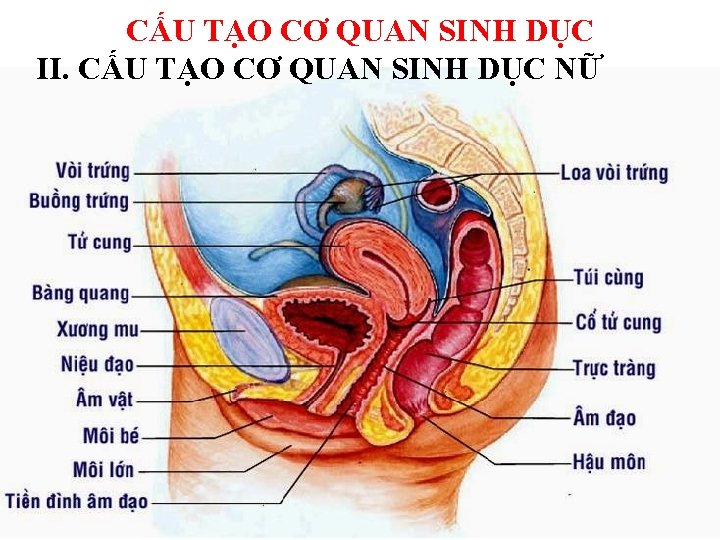 CẤU TẠO CƠ QUAN SINH DỤC II. CẤU TẠO CƠ QUAN SINH DỤC NỮ