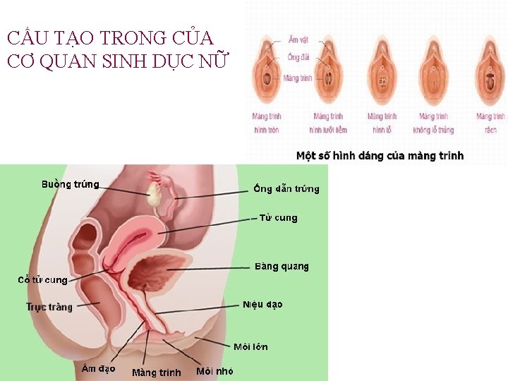 CẤU TẠO TRONG CỦA CƠ QUAN SINH DỤC NỮ 