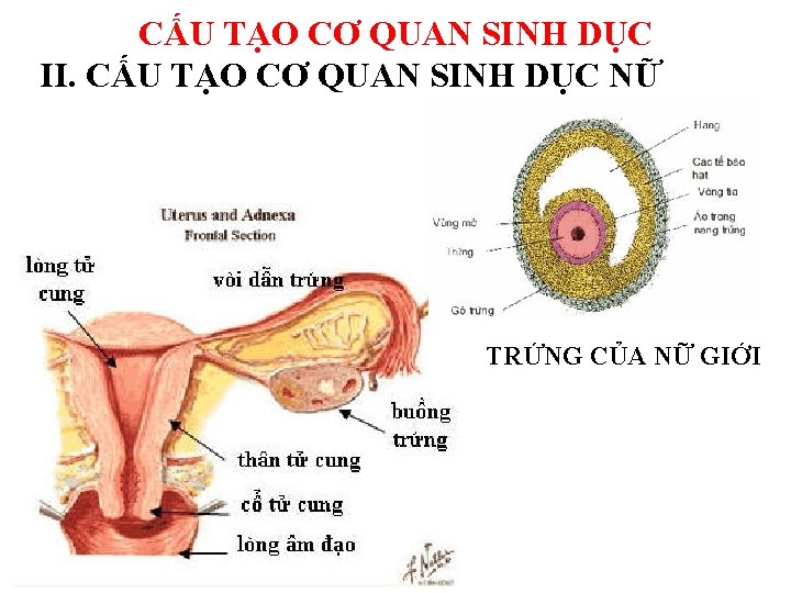 CẤU TẠO CƠ QUAN SINH DỤC II. CẤU TẠO CƠ QUAN SINH DỤC NỮ