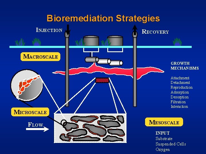 Bioremediation Strategies INJECTION RECOVERY MACROSCALE GROWTH MECHANISMS MICROSCALE FLOW Attachment Detachment Reproduction Adsorption Desorption