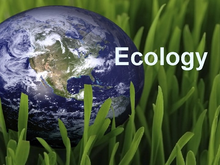 Energy Flow and Geochemical Cycling in an Ecosystem Ecology 