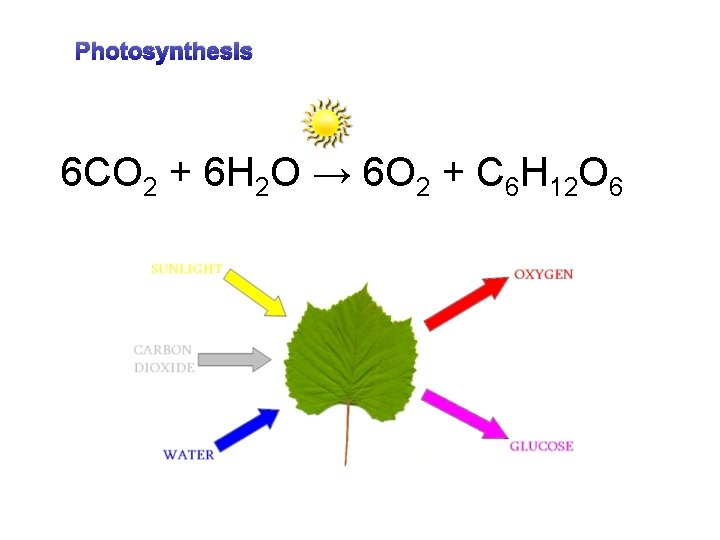 Photosynthesis 6 CO 2 + 6 H 2 O → 6 O 2 +