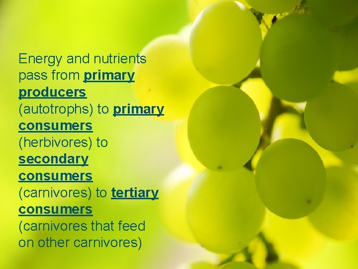 Energy and nutrients pass from primary producers (autotrophs) to primary consumers (herbivores) to secondary