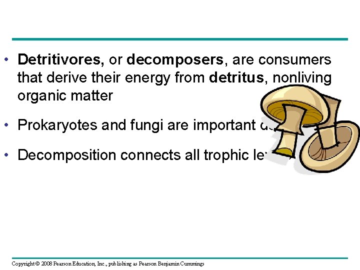  • Detritivores, or decomposers, are consumers that derive their energy from detritus, nonliving