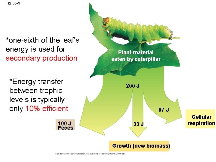 Fig. 55 -9 *one-sixth of the leaf’s energy is used for secondary production *Energy