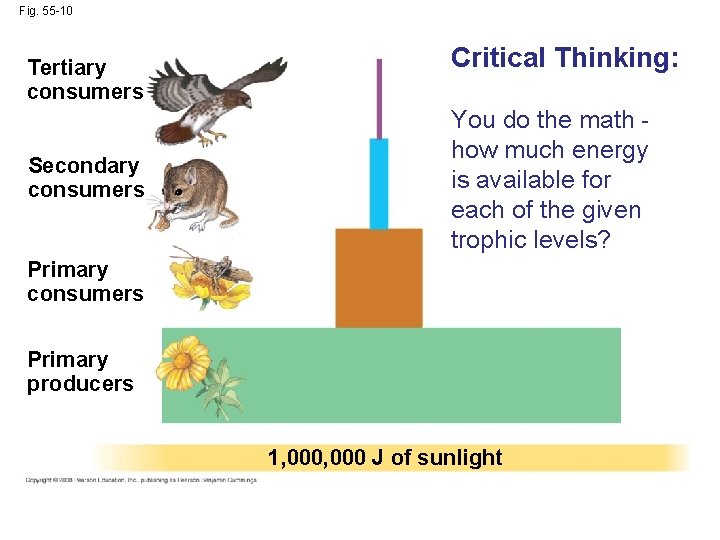 Fig. 55 -10 Tertiary consumers Secondary consumers Critical Thinking: You do the math how