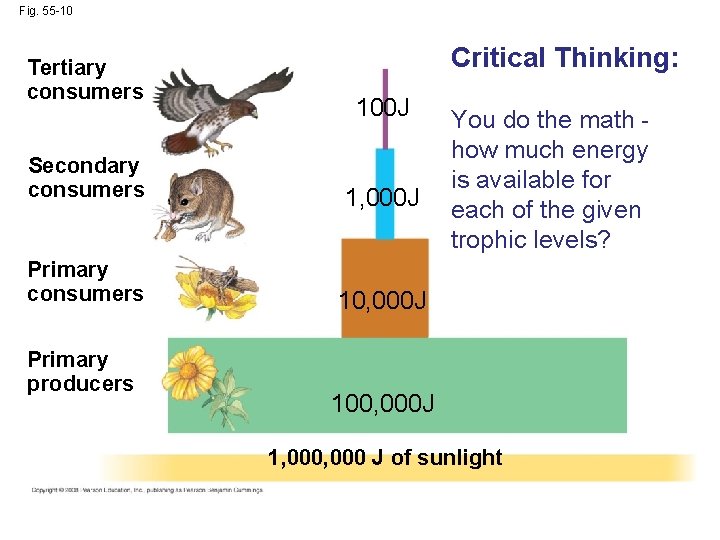 Fig. 55 -10 Tertiary consumers Critical Thinking: 100 J Secondary consumers 1, 000 J