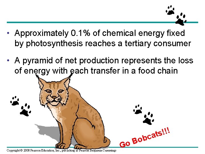  • Approximately 0. 1% of chemical energy fixed by photosynthesis reaches a tertiary