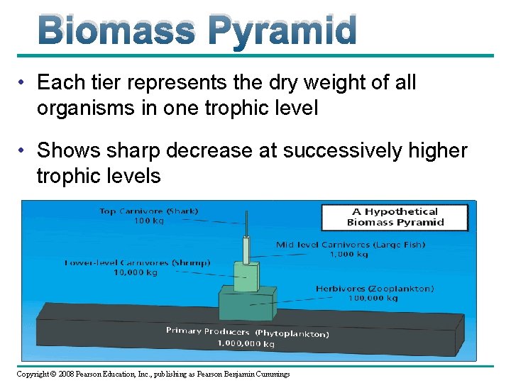 Biomass Pyramid • Each tier represents the dry weight of all organisms in one