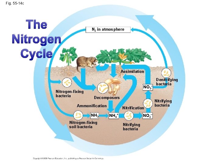 Fig. 55 -14 c The Nitrogen Cycle N 2 in atmosphere Assimilation Nitrogen-fixing bacteria