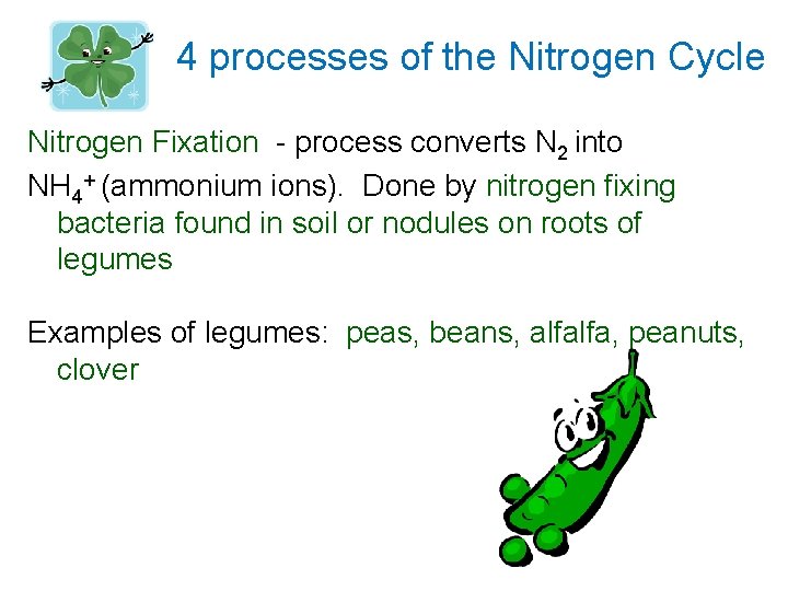 4 processes of the Nitrogen Cycle Nitrogen Fixation - process converts N 2 into