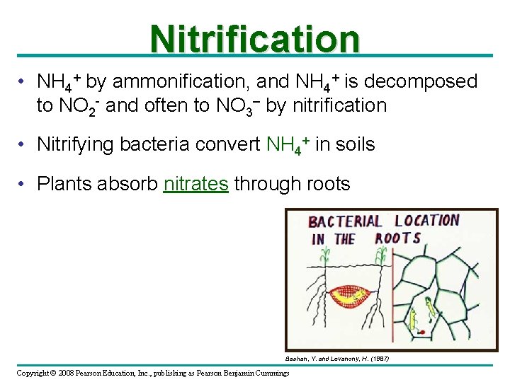 Nitrification • NH 4+ by ammonification, and NH 4+ is decomposed to NO 2