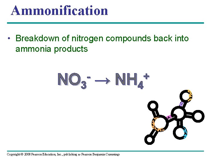 Ammonification • Breakdown of nitrogen compounds back into ammonia products NO 3 → +