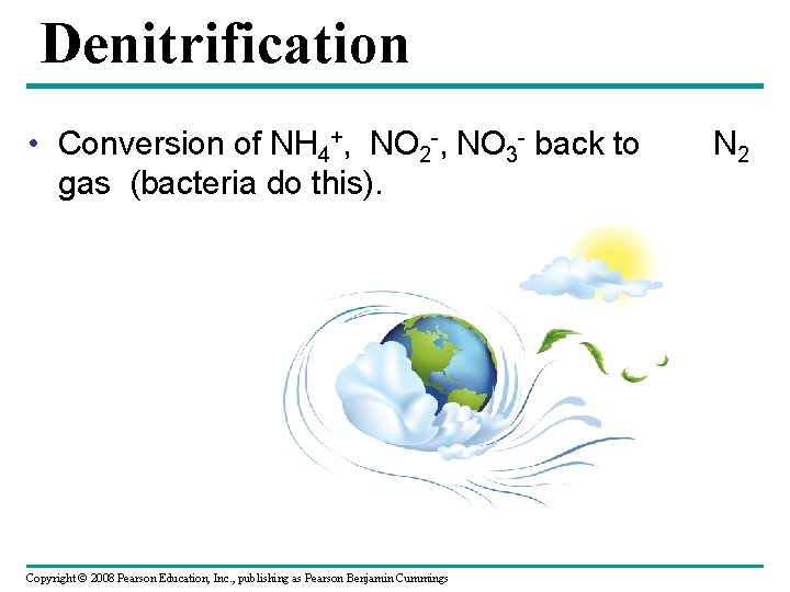 Denitrification • Conversion of NH 4+, NO 2 -, NO 3 - back to