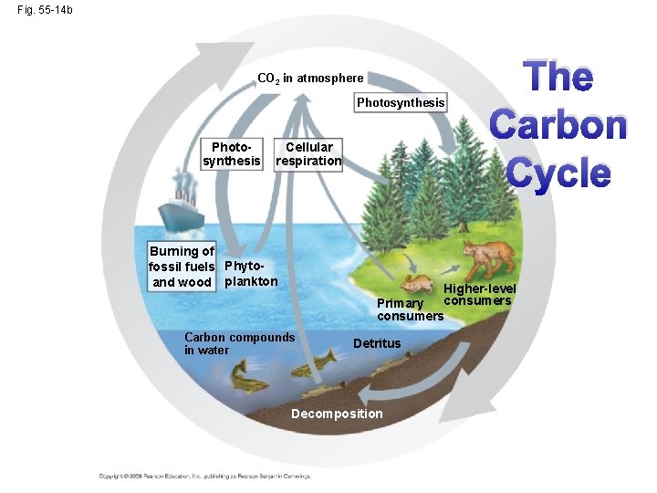 Fig. 55 -14 b CO 2 in atmosphere Photosynthesis Cellular respiration Burning of fossil