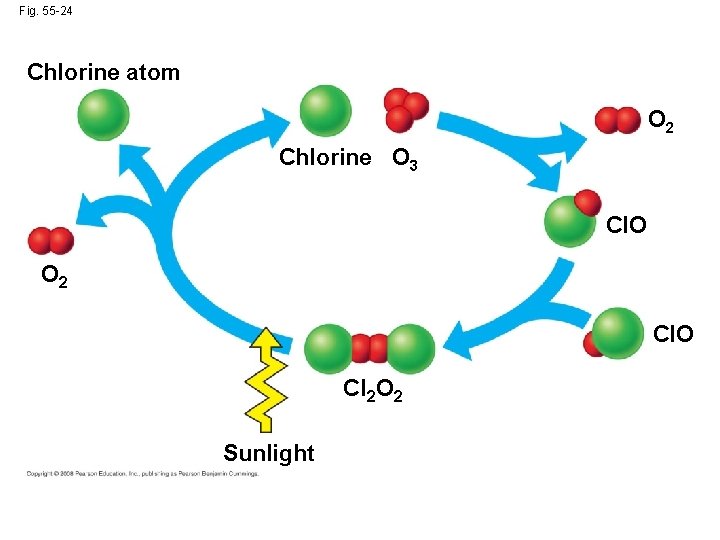Fig. 55 -24 Chlorine atom O 2 Chlorine O 3 Cl. O O 2