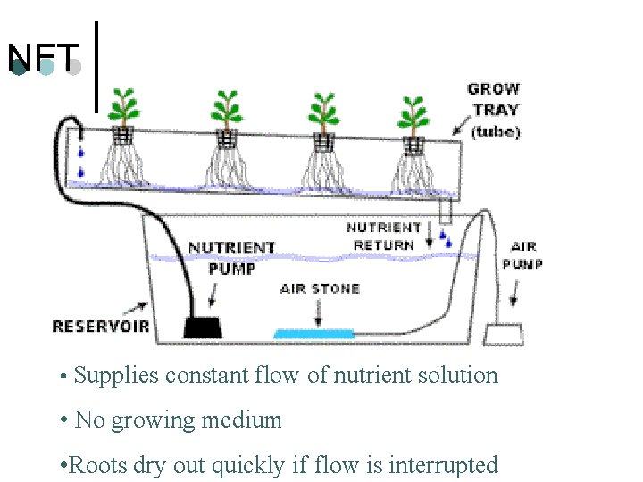NFT • Supplies constant flow of nutrient solution • No growing medium • Roots