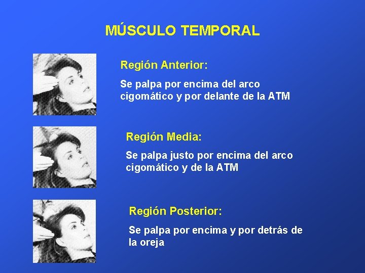 MÚSCULO TEMPORAL Región Anterior: Se palpa por encima del arco cigomático y por delante