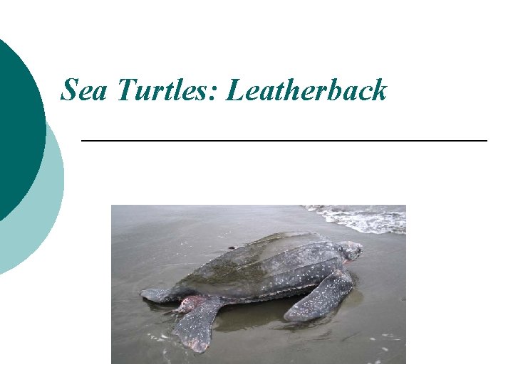 Sea Turtles: Leatherback 