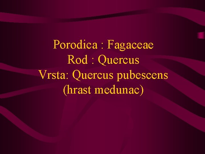 Porodica : Fagaceae Rod : Quercus Vrsta: Quercus pubescens (hrast medunac) 
