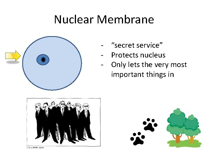 Nuclear Membrane - “secret service” - Protects nucleus - Only lets the very most